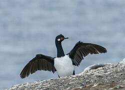 Cormoran de Magellan