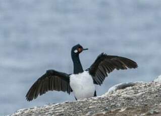 Cormoran de Magellan