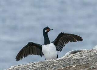 Cormoran de Magellan