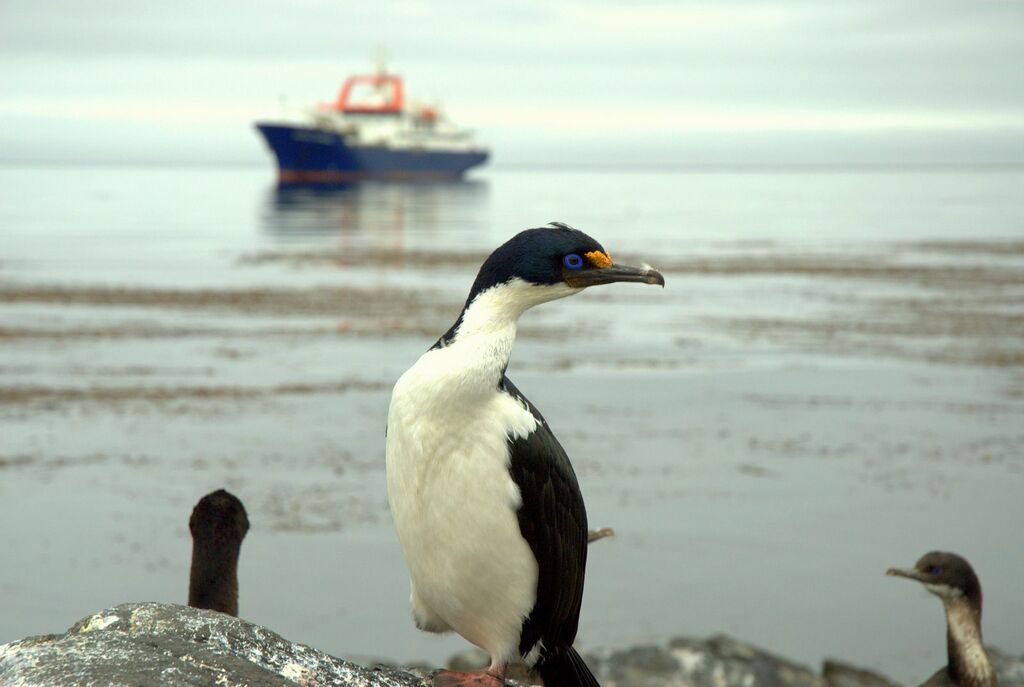 Cormoran des Kerguelenadulte