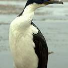 Cormoran des Kerguelen