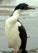 Kerguelen Shag