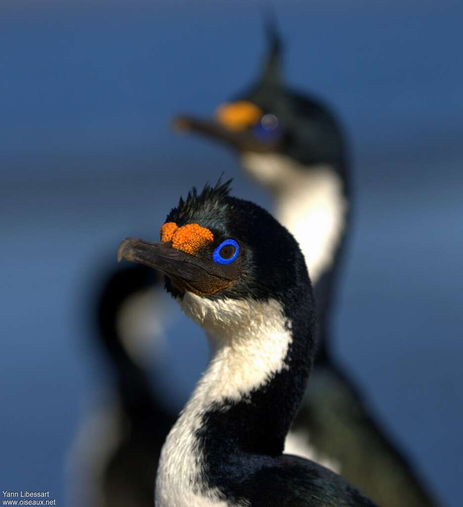 Kerguelen Shagadult, close-up portrait