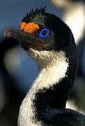 Kerguelen Shag