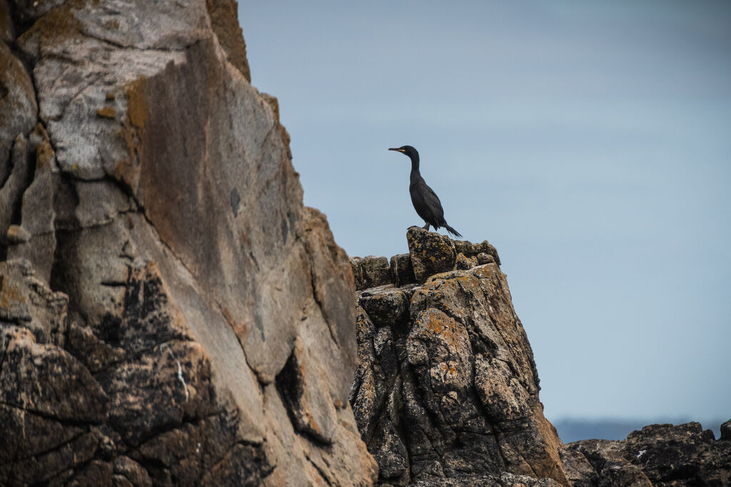 European Shag