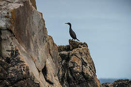 European Shag