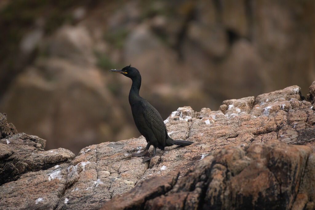 European Shag