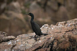 European Shag