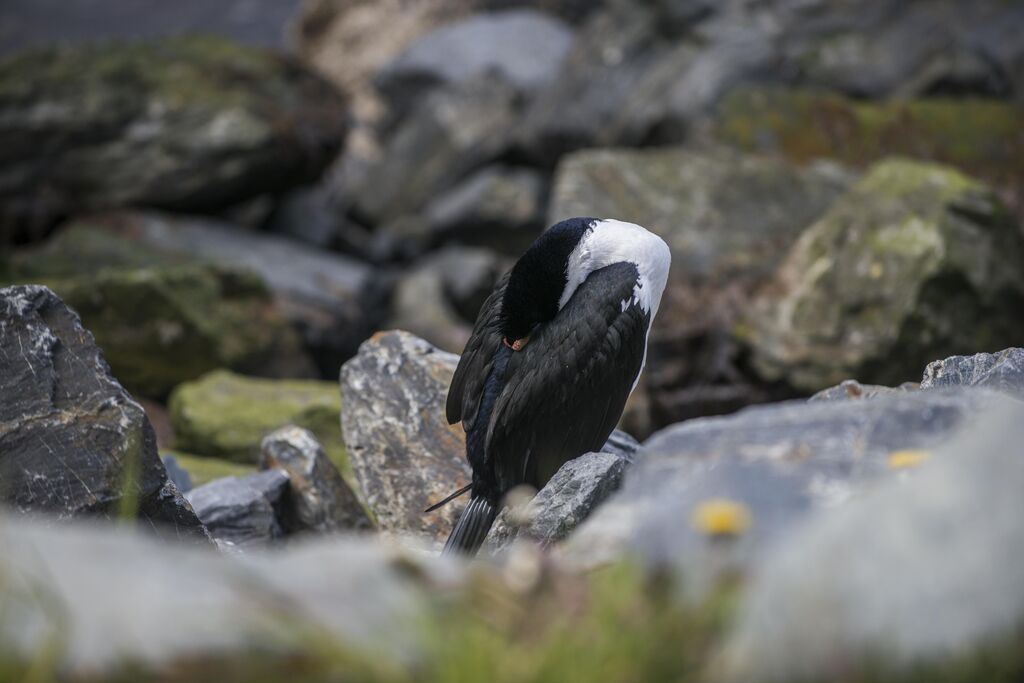 Imperial Shag