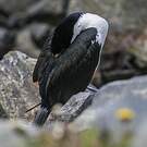 Cormoran impérial