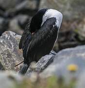 Imperial Shag