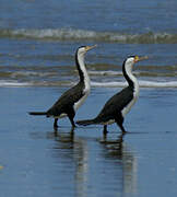 Australian Pied Cormorant