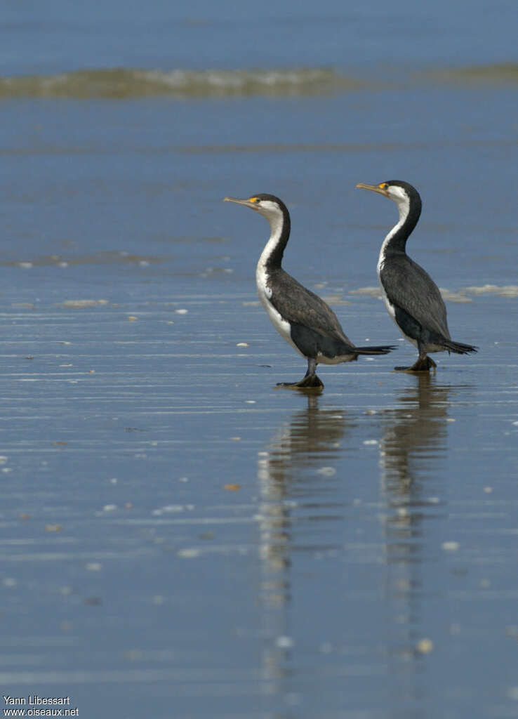 Australian Pied Cormorantadult, habitat, pigmentation