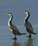 Australian Pied Cormorant