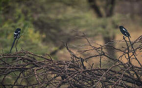 Magpie Shrike