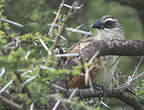 Coucal à sourcils blancs