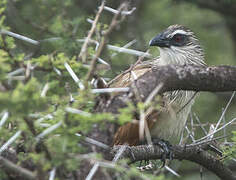 White-browed Coucal