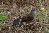 Coucal à sourcils blancs