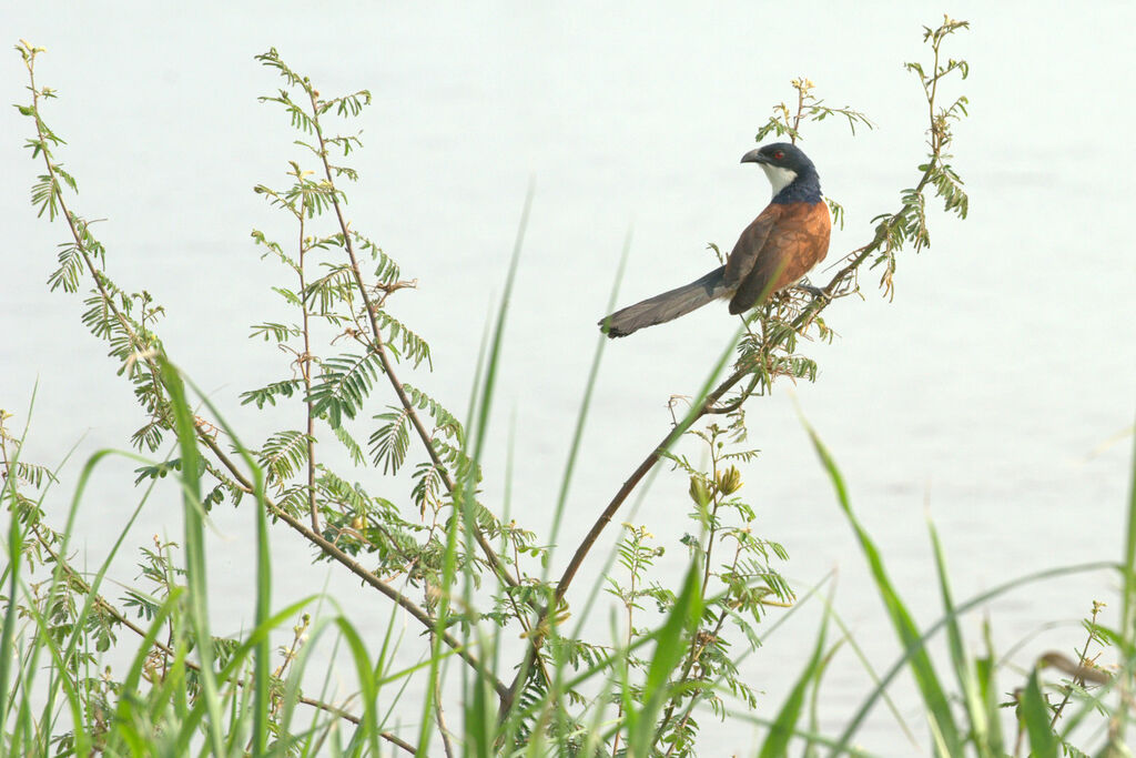 Senegal Coucal