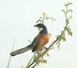 Coucal du Sénégal