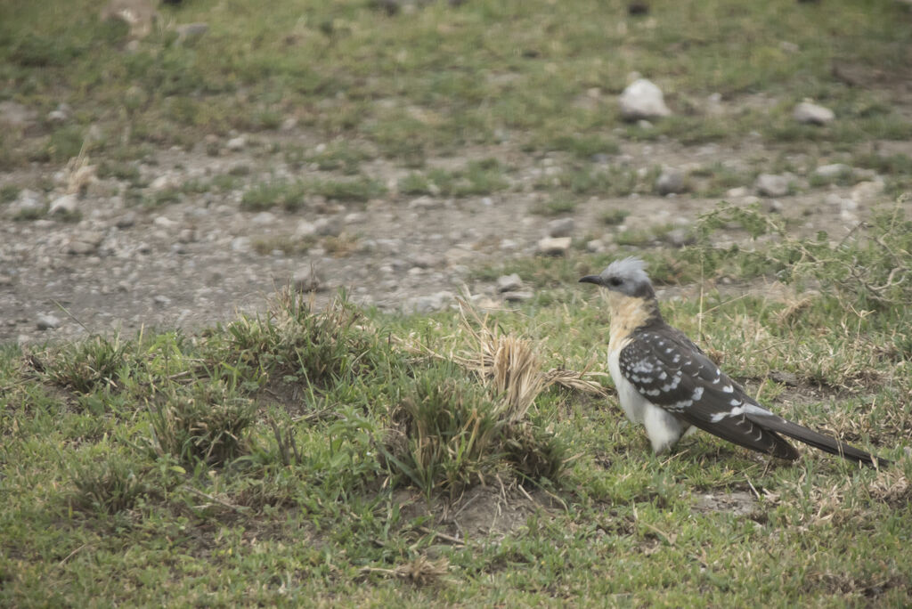 Great Spotted Cuckoo