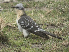 Great Spotted Cuckoo