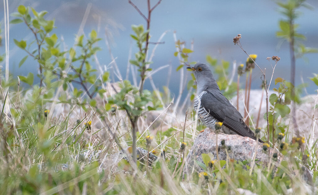 Common Cuckoo