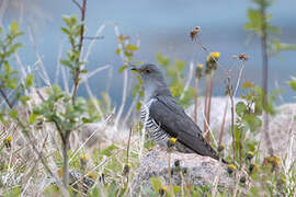 Common Cuckoo