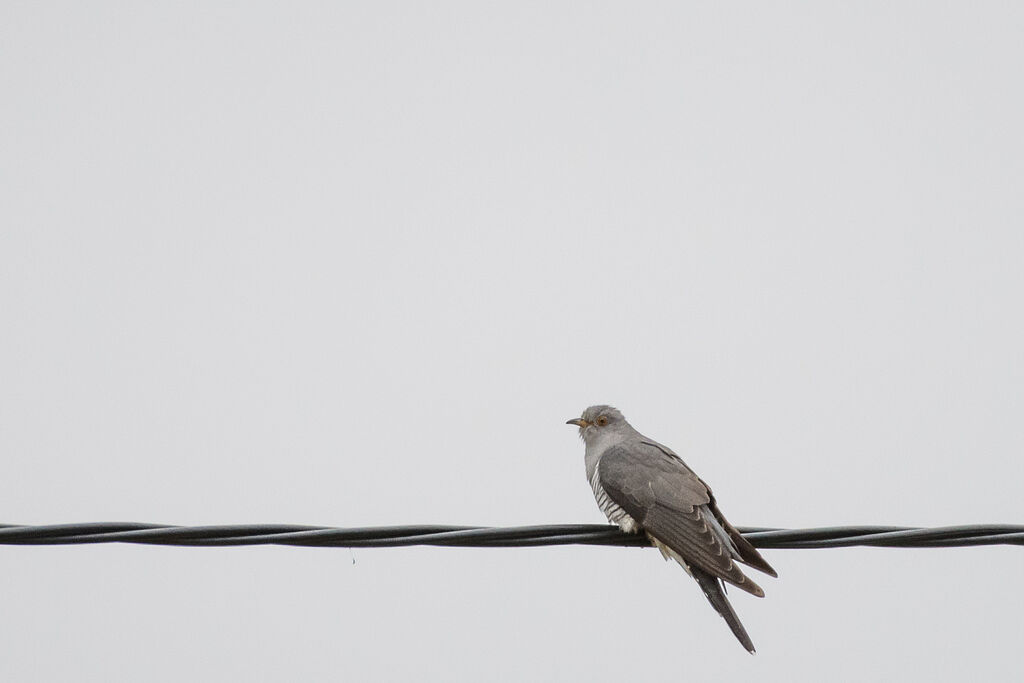 Common Cuckoo