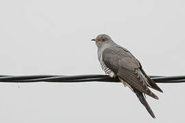 Common Cuckoo