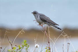 Common Cuckoo