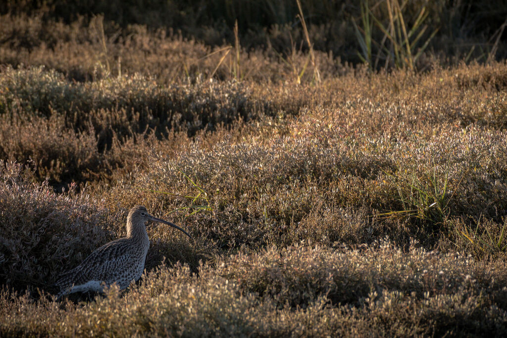 Eurasian Curlew