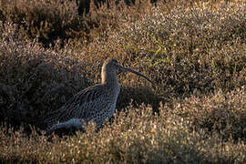 Eurasian Curlew