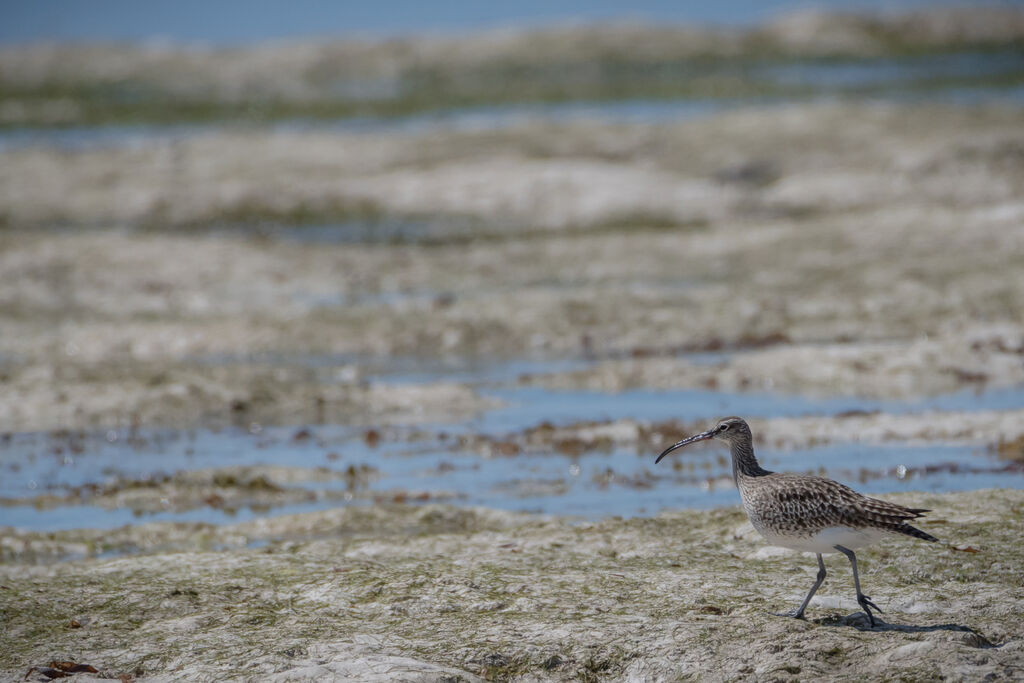 Whimbrel