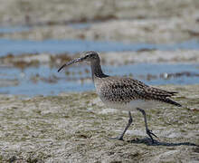 Whimbrel