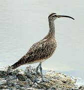 Hudsonian Whimbrel