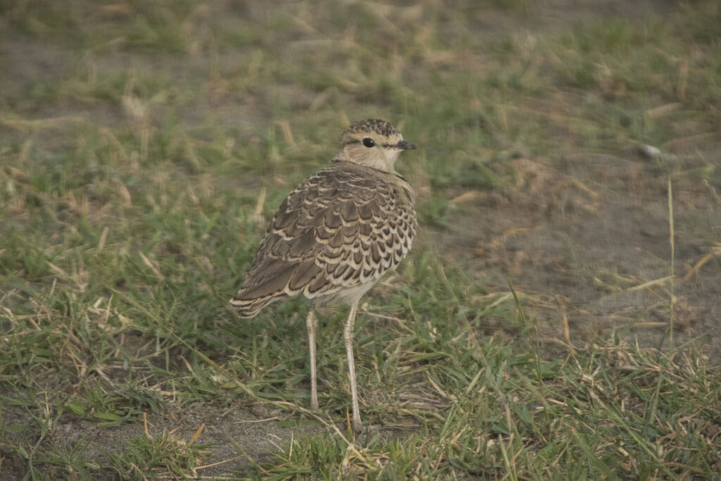 Double-banded Courser