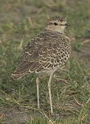 Double-banded Courser