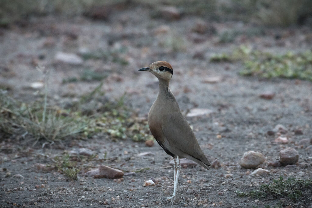 Courvite de Temminck