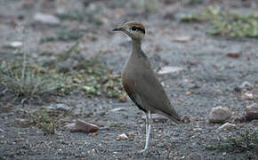 Temminck's Courser