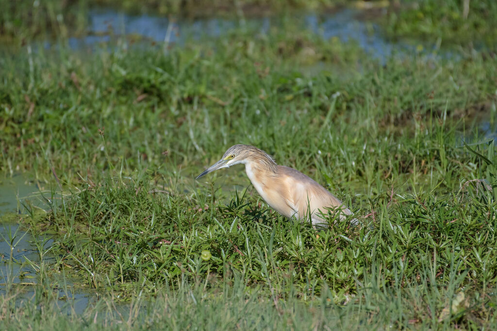 Squacco Heron