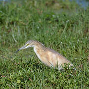 Squacco Heron