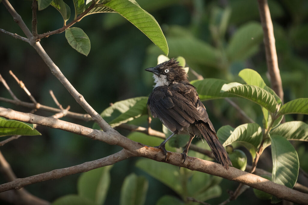 Northern Pied Babbler