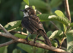 Northern Pied Babbler