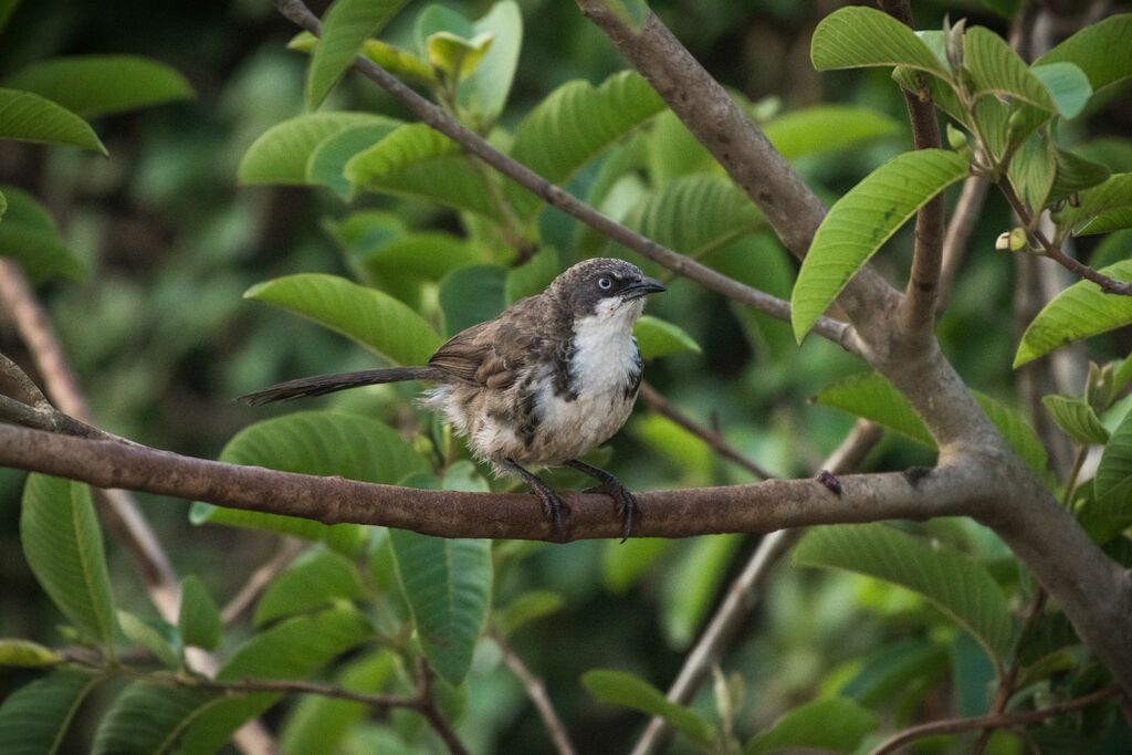 Northern Pied Babbler