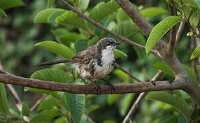 Northern Pied Babbler