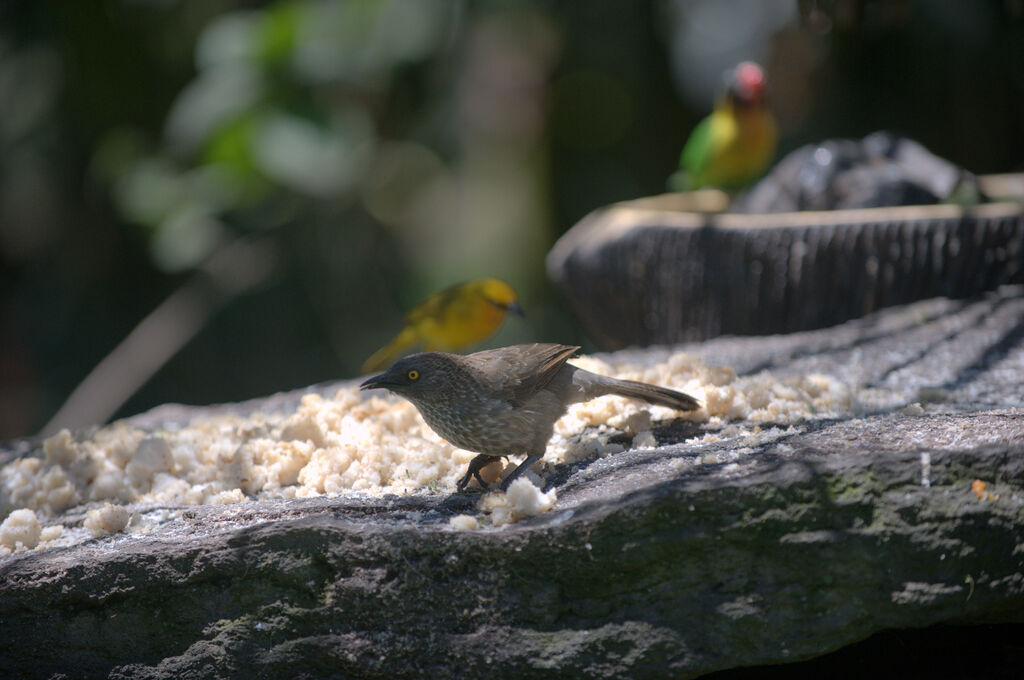 Brown Babbler