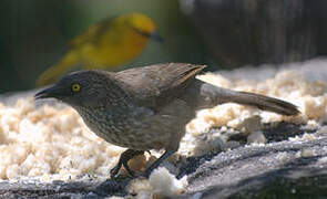 Brown Babbler