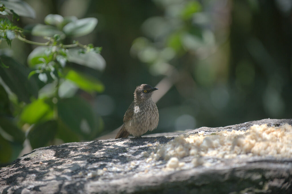 Brown Babbler