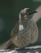 Brown Babbler